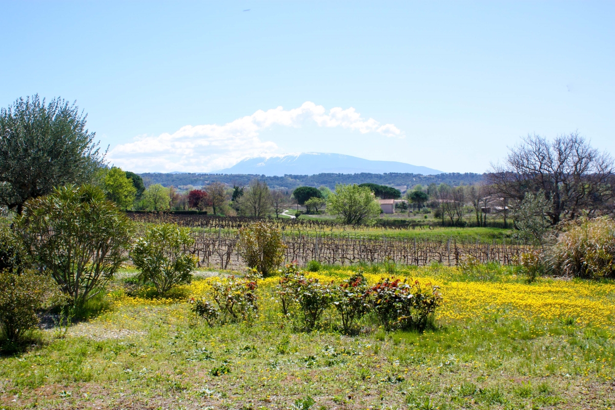 Le Mont Ventoux, géant de Provence